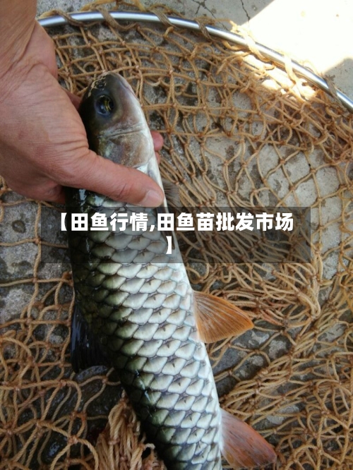 【田鱼行情,田鱼苗批发市场】-第2张图片