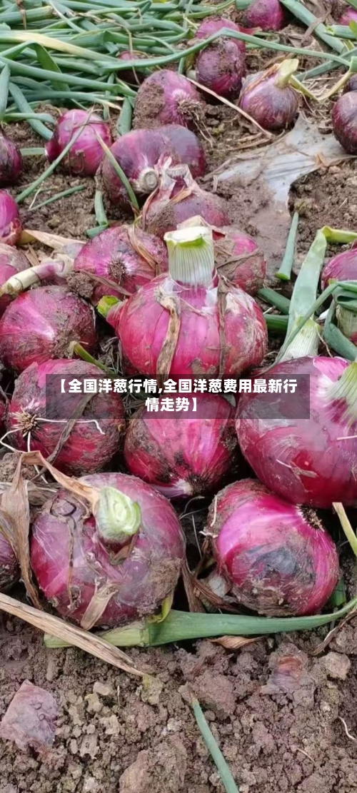 【全国洋葱行情,全国洋葱费用最新行情走势】