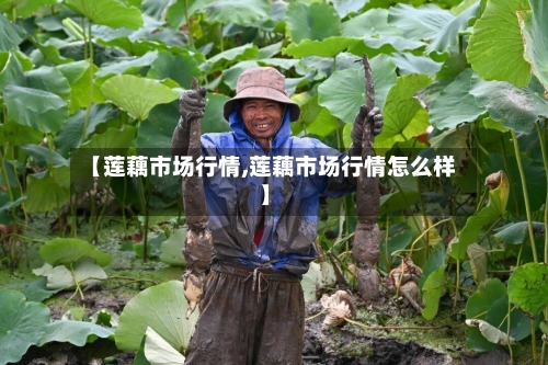 【莲藕市场行情,莲藕市场行情怎么样】-第2张图片