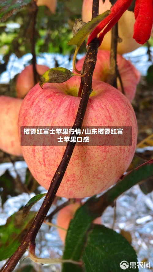 栖霞红富士苹果行情/山东栖霞红富士苹果口感