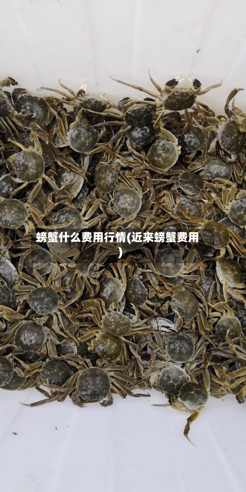 螃蟹什么费用行情(近来螃蟹费用)-第3张图片