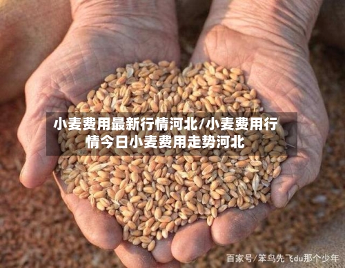 小麦费用最新行情河北/小麦费用行情今日小麦费用走势河北-第3张图片