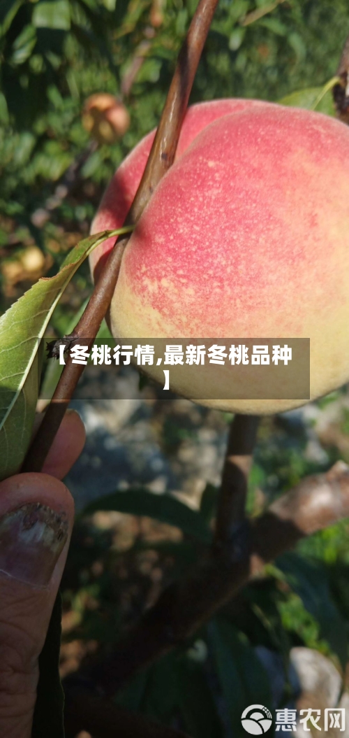 【冬桃行情,最新冬桃品种】