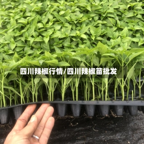 四川辣椒行情/四川辣椒苗批发-第2张图片