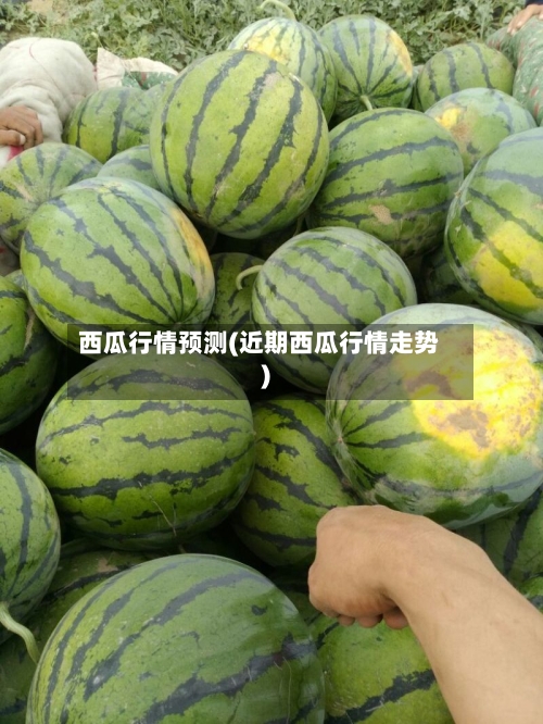 西瓜行情预测(近期西瓜行情走势)
