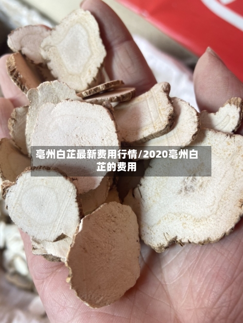 亳州白芷最新费用行情/2020亳州白芷的费用-第2张图片