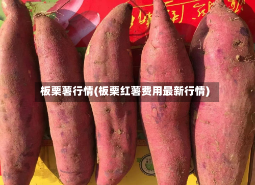 板栗薯行情(板栗红薯费用最新行情)