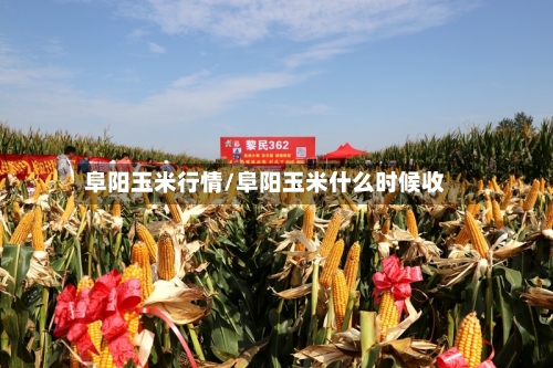 阜阳玉米行情/阜阳玉米什么时候收-第2张图片