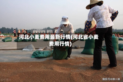 河北小麦费用最新行情(河北省小麦费用行情)-第3张图片