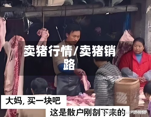 卖猪行情/卖猪销路-第2张图片