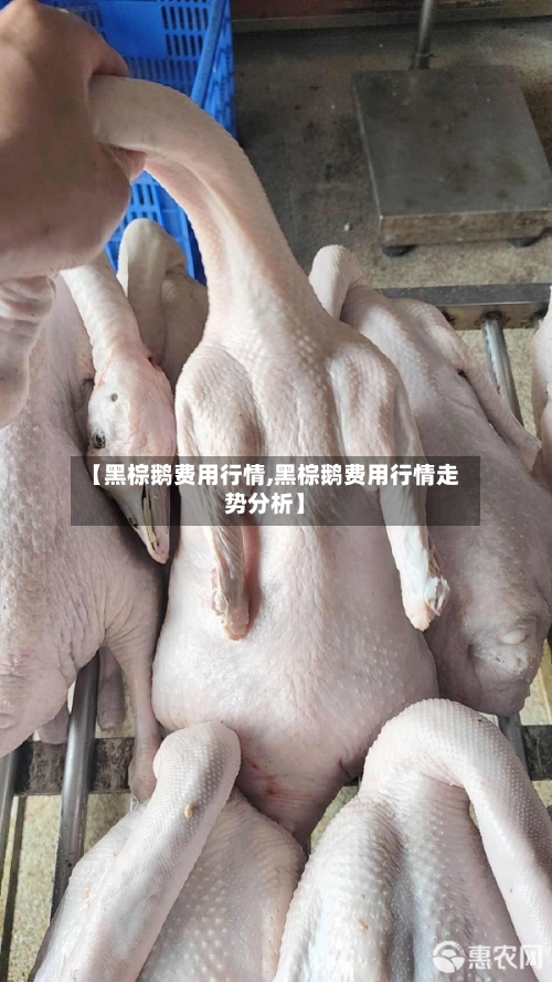 【黑棕鹅费用行情,黑棕鹅费用行情走势分析】