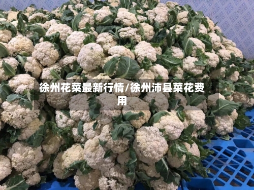 徐州花菜最新行情/徐州沛县菜花费用-第3张图片
