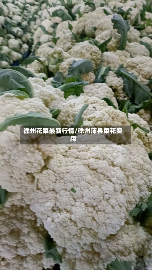 徐州花菜最新行情/徐州沛县菜花费用-第2张图片