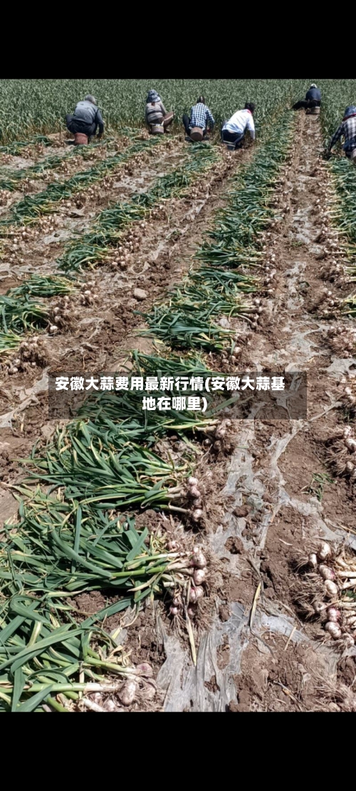 安徽大蒜费用最新行情(安徽大蒜基地在哪里)