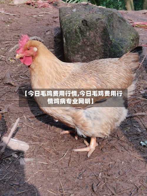 【今日毛鸡费用行情,今日毛鸡费用行情鸡病专业网明】-第2张图片