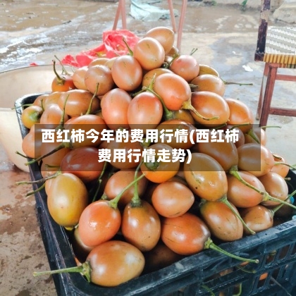 西红柿今年的费用行情(西红柿费用行情走势)