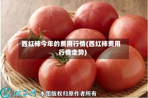 西红柿今年的费用行情(西红柿费用行情走势)-第2张图片