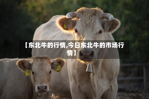 【东北牛的行情,今日东北牛的市场行情】-第3张图片