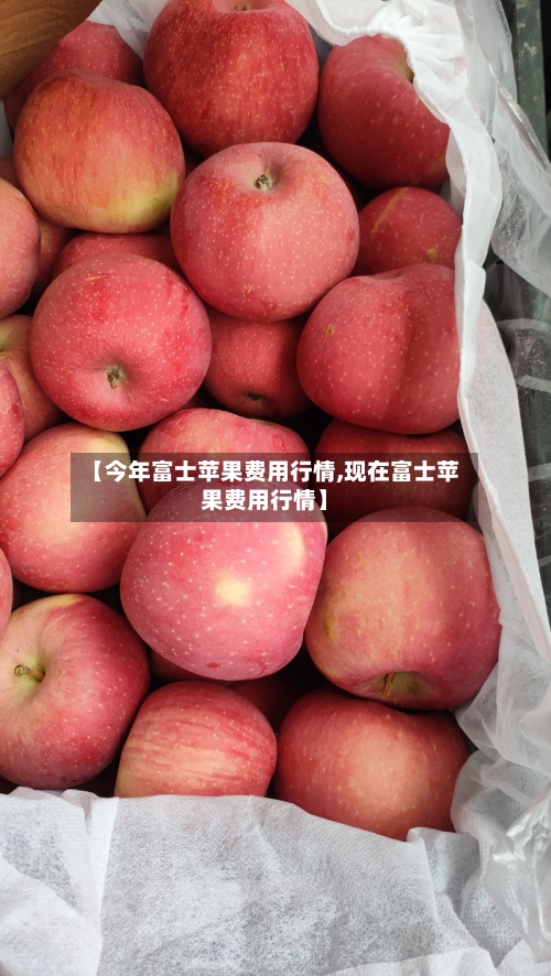【今年富士苹果费用行情,现在富士苹果费用行情】