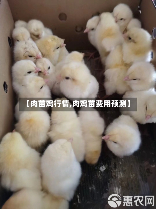 【肉苗鸡行情,肉鸡苗费用预测】