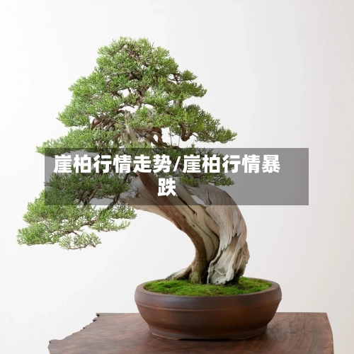 崖柏行情走势/崖柏行情暴跌-第2张图片