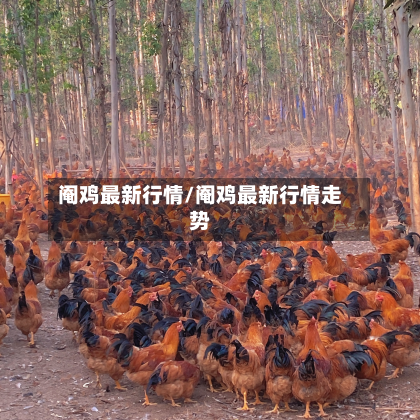 阉鸡最新行情/阉鸡最新行情走势-第2张图片