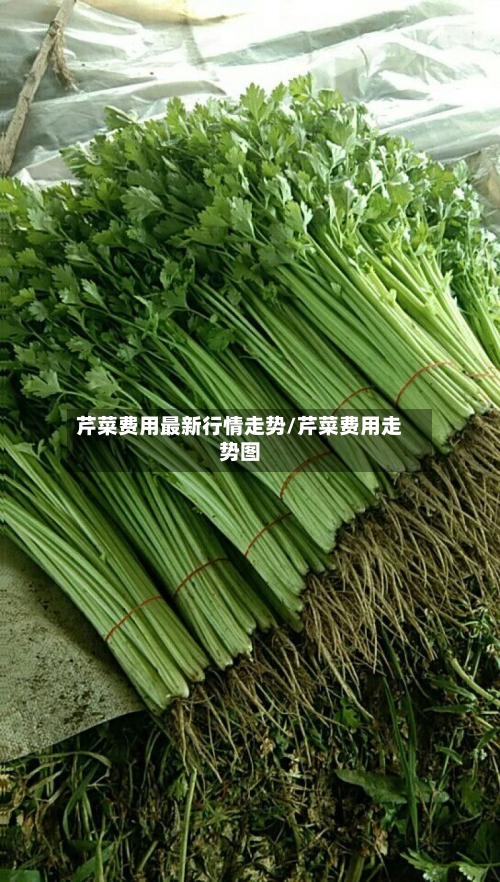 芹菜费用最新行情走势/芹菜费用走势图-第2张图片