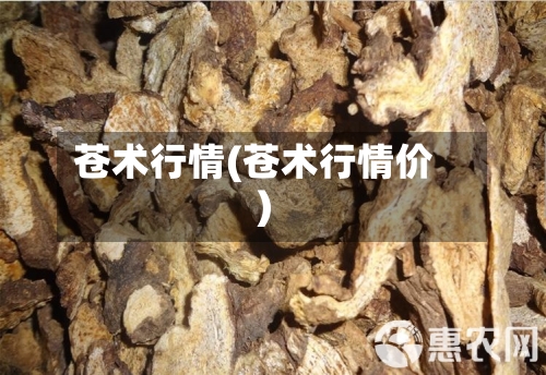 苍术行情(苍术行情价)-第2张图片