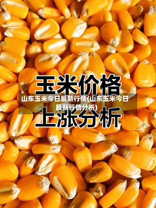 山东玉米今日最新行情(山东玉米今日最新行情分析)