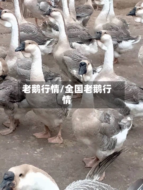 老鹅行情/全国老鹅行情-第2张图片