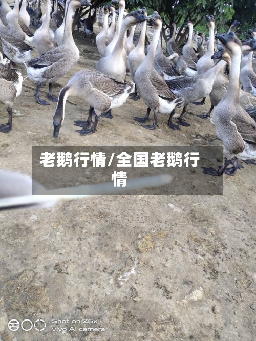 老鹅行情/全国老鹅行情-第3张图片