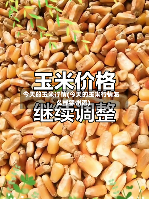 今天的玉米行情(今天的玉米行情怎么样锦州港)-第3张图片