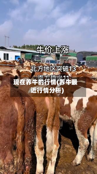 现在养牛的行情(养牛最近行情分析)-第2张图片