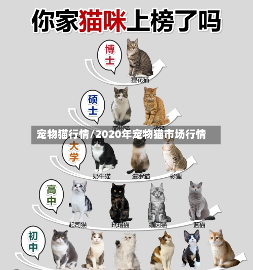 宠物猫行情/2020年宠物猫市场行情