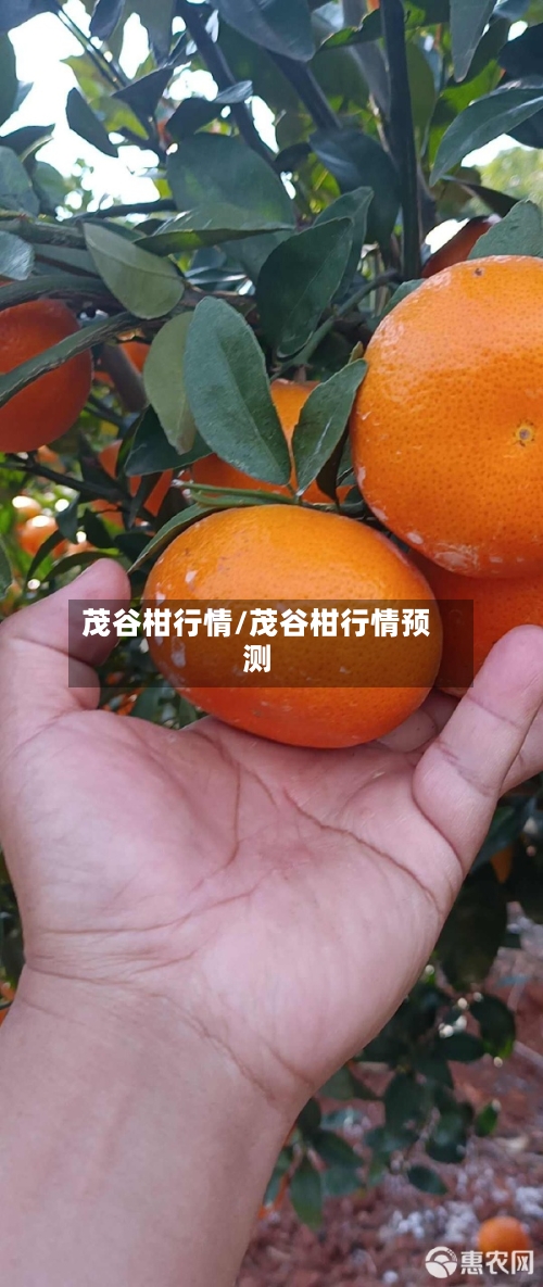 茂谷柑行情/茂谷柑行情预测-第2张图片