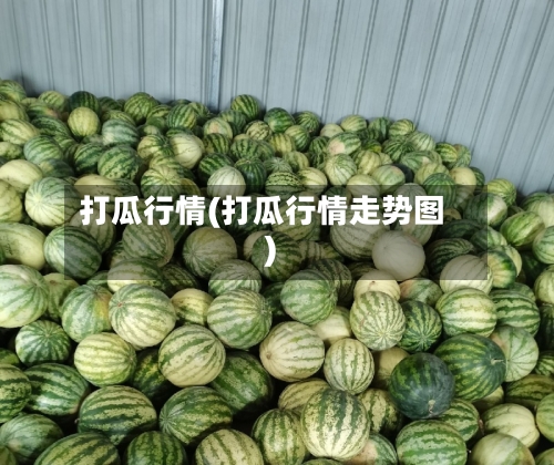 打瓜行情(打瓜行情走势图)-第2张图片