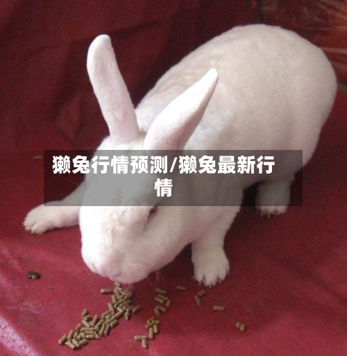 獭兔行情预测/獭兔最新行情