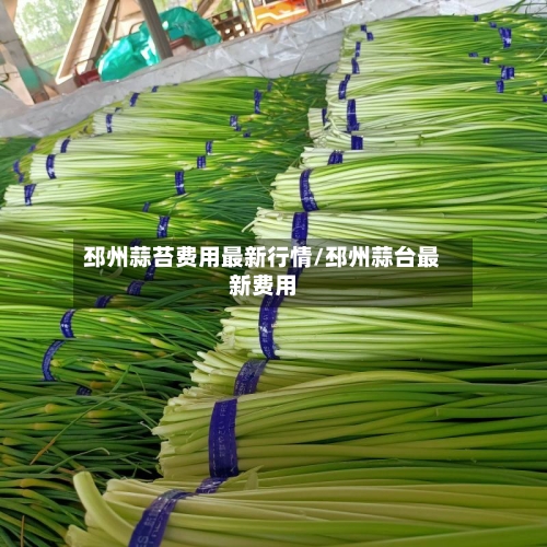 邳州蒜苔费用最新行情/邳州蒜台最新费用-第2张图片