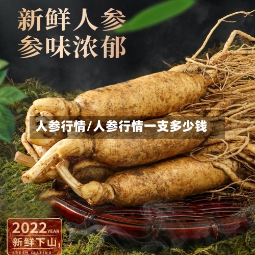 人参行情/人参行情一支多少钱