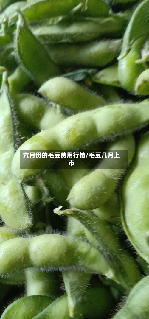 六月份的毛豆费用行情/毛豆几月上市-第2张图片