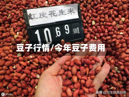 豆子行情/今年豆子费用