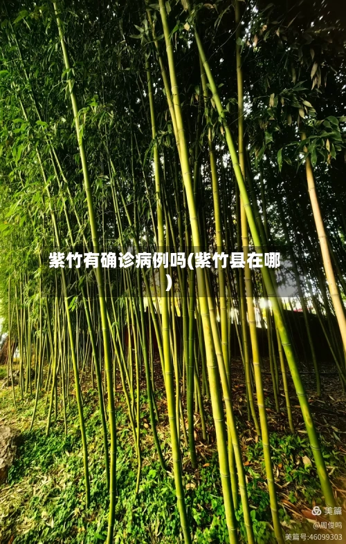 紫竹有确诊病例吗(紫竹县在哪)-第2张图片