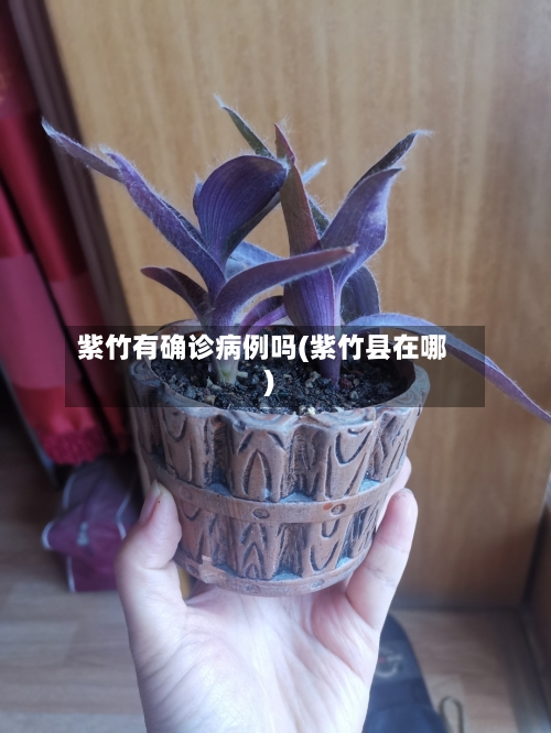 紫竹有确诊病例吗(紫竹县在哪)