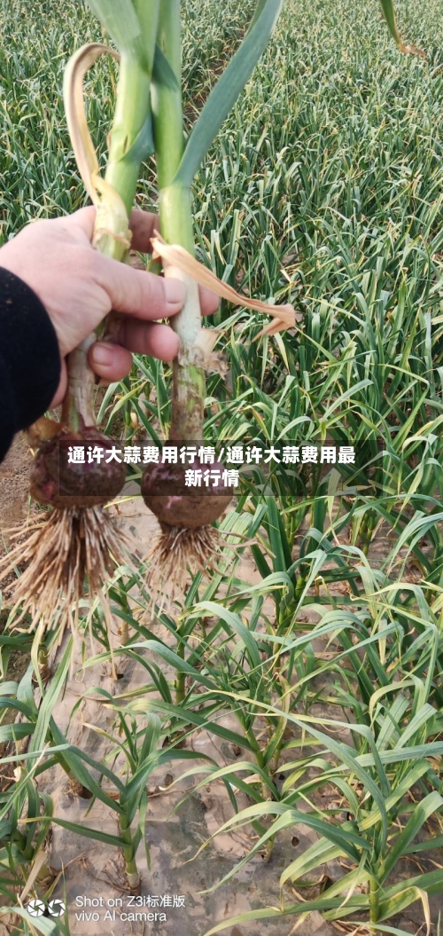 通许大蒜费用行情/通许大蒜费用最新行情-第2张图片
