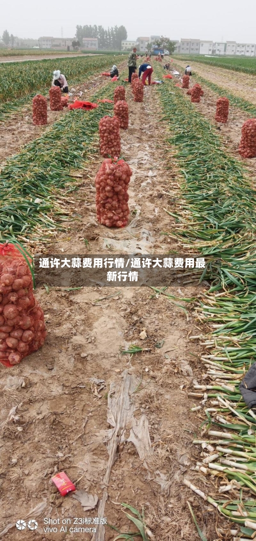 通许大蒜费用行情/通许大蒜费用最新行情
