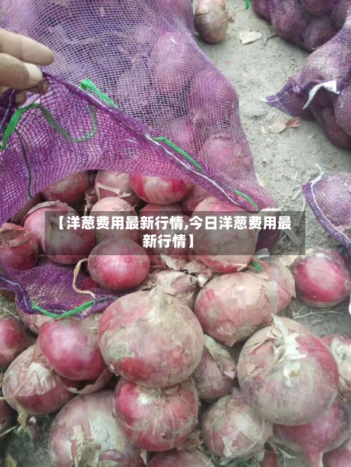 【洋葱费用最新行情,今日洋葱费用最新行情】