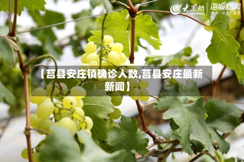【莒县安庄镇确诊人数,莒县安庄最新新闻】