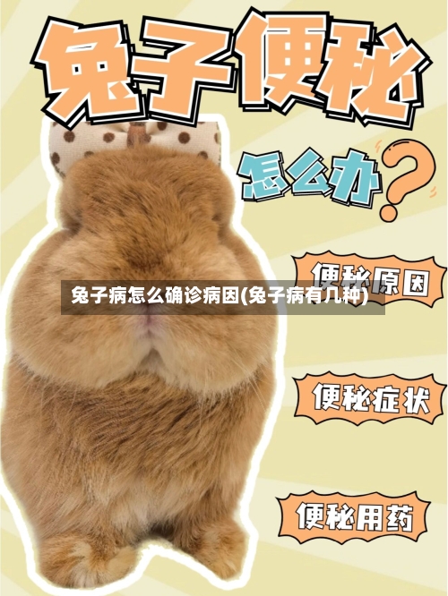 兔子病怎么确诊病因(兔子病有几种)-第2张图片