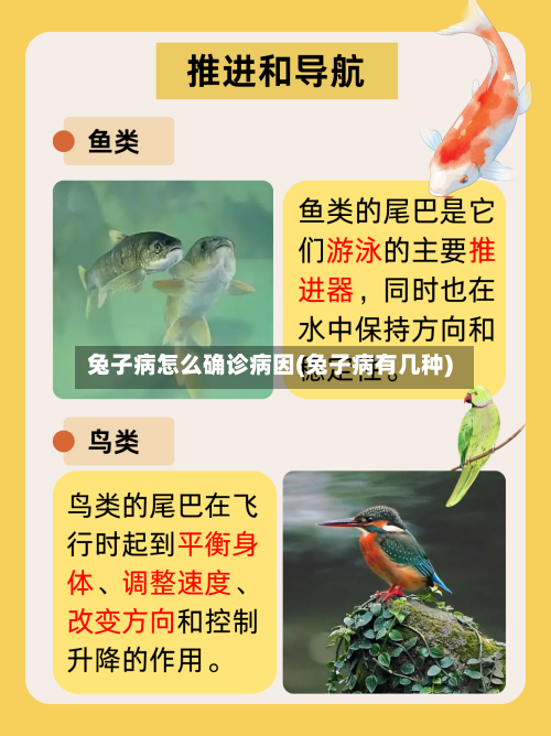 兔子病怎么确诊病因(兔子病有几种)-第3张图片