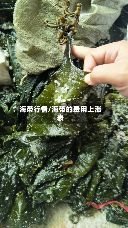海带行情/海带的费用上涨表